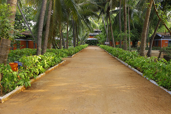 Tamilnadu Theological Seminary Path
